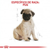 Pug Puppy
